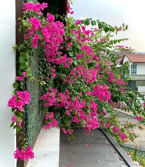 Greatest Plants for Curb Appeal3