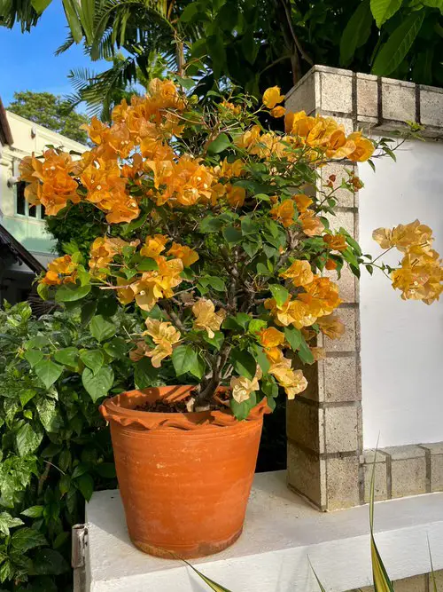 Best Flowers that Thrive in Poor Soil 15