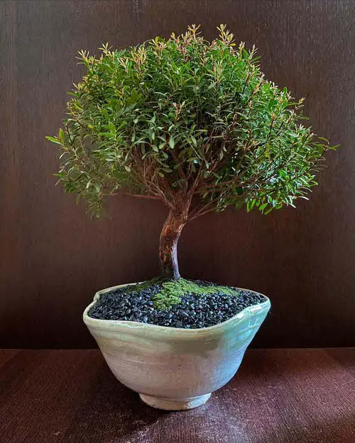 Best Trees For Bonsai in garden