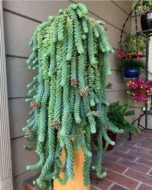 Prune and Plant