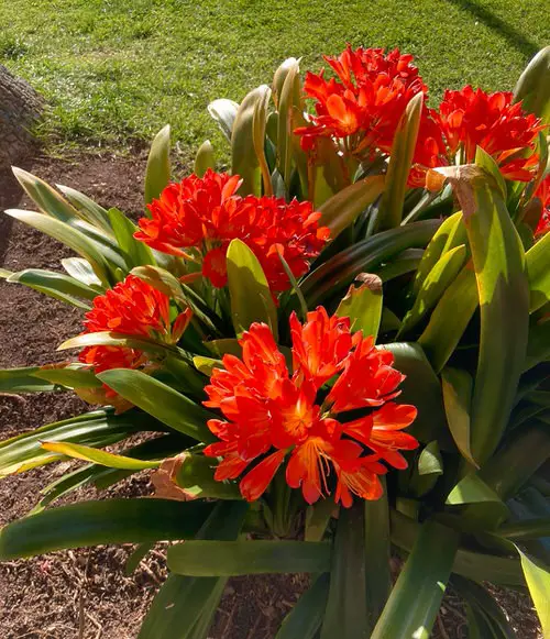 plants that Grow in Poor Soil 2