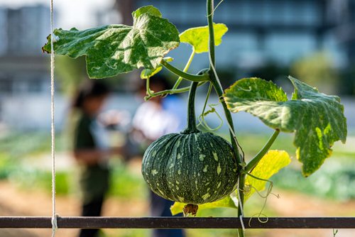 38 Best Types of Squash | Best Squash Varieties to Grow17