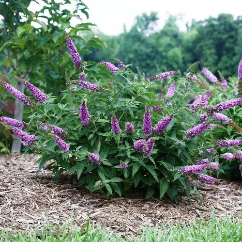 The Best Plants to Have on Your Curb 2