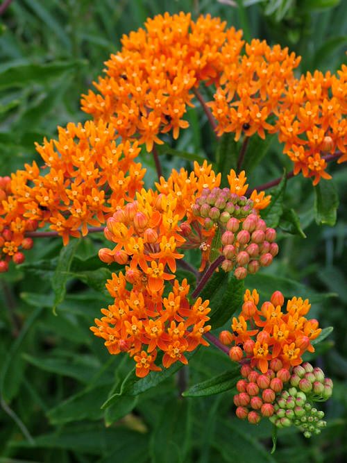 Milkweed are Sunflower Companion Plants