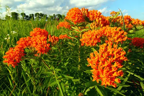 Georgian Perennial Flowers 6