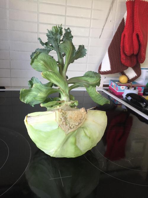 Terrifying Pics Show What Happens When Fruits And Veggies Start Sprouting Early! 2