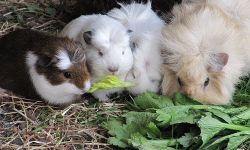 Can Guinea Pigs Eat Celery?