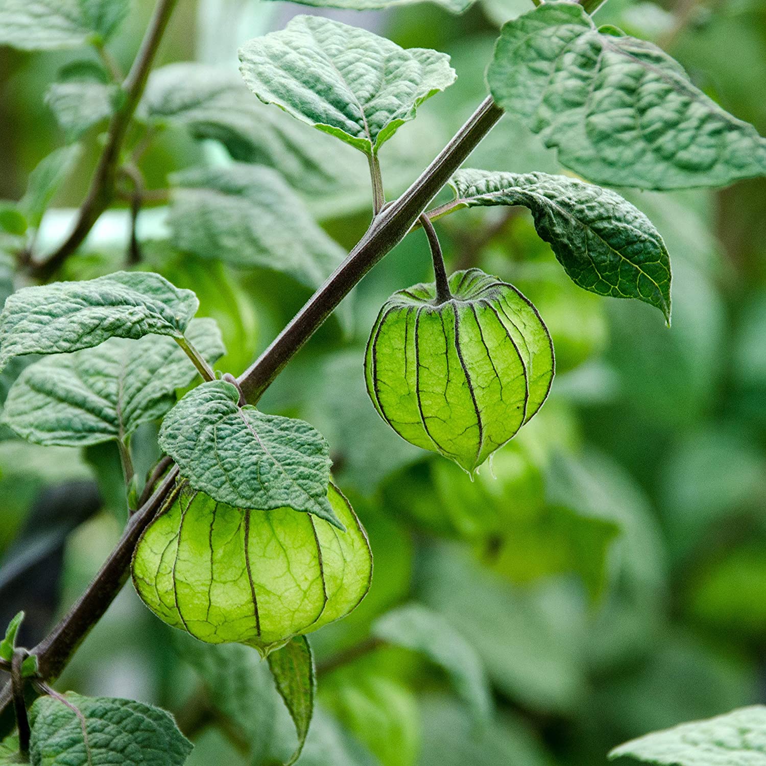 Veggies to Put in Hanging Baskets 