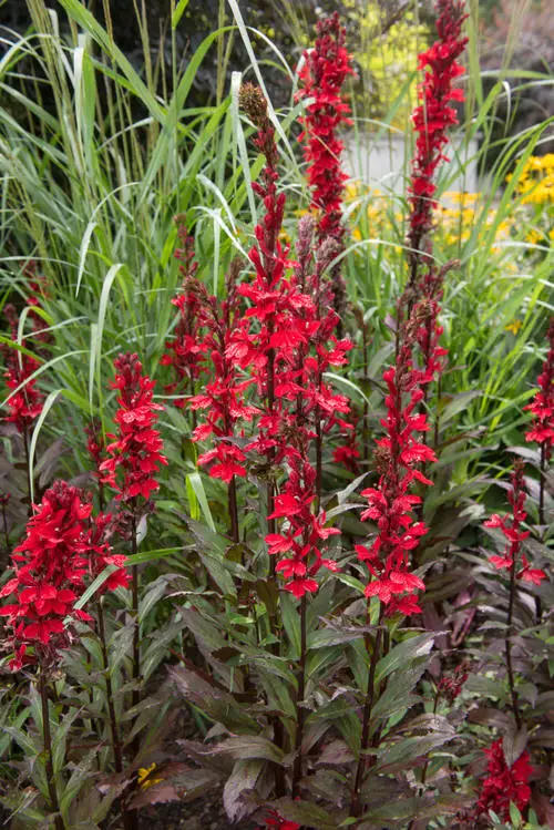 Georgian Perennial Flowers 10