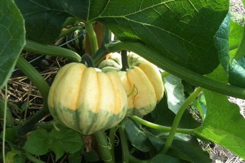 Best Types of Squash 28