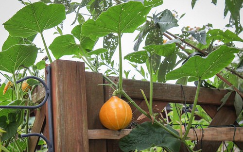 38 Best Types of Squash | Best Squash Varieties to Grow 18