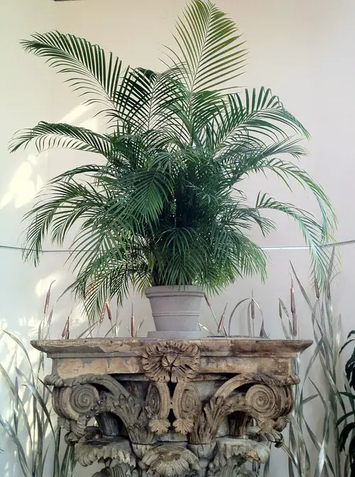 How to Grow Tabletop Palms 6