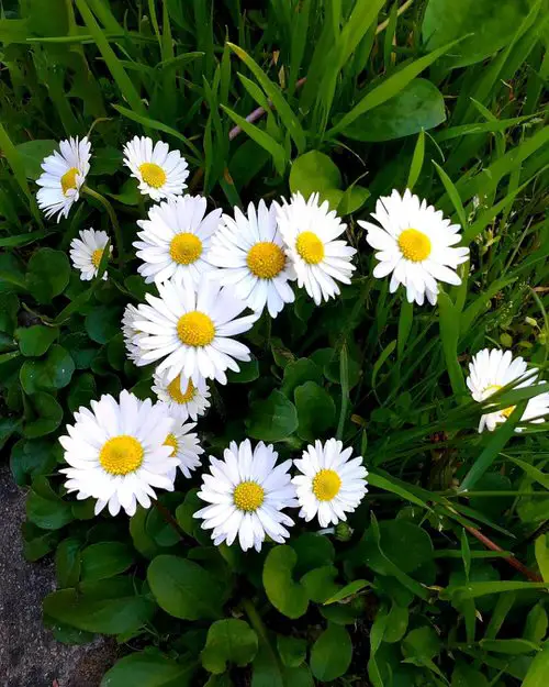 Best Flowers that Thrive in Poor Soil 9