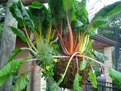 Vegetables for Hanging Baskets