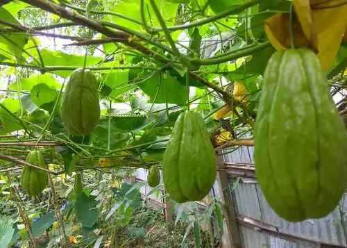 38 Best Types of Squash | Best Squash Varieties to Grow 6