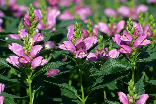 Best Perennial Flowers 16