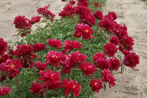 Purple Peony Varieties 4