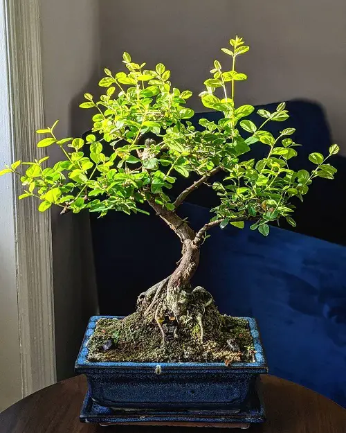 Chinese Bird Plum Bonsai