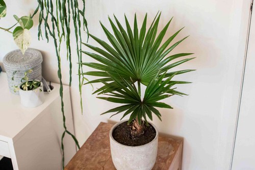 How to Grow Tabletop Palms 4