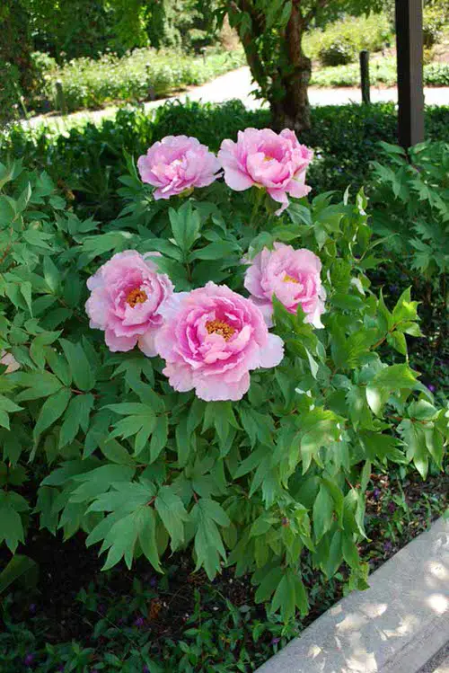 Beautiful Types of Purple Peony  14