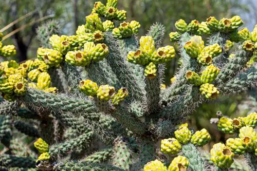 Fruits That Grow on Cactus 4