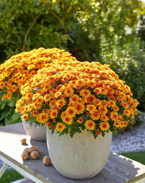 The top 25 perennials that bloom orange 3