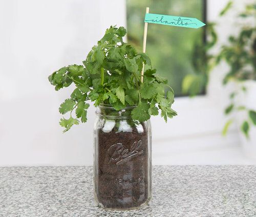Herbs You Can Grow in Big Wine Glasses & Mason Jars 2