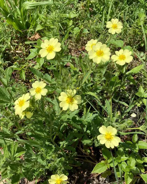 Best Flowers that Thrive in Poor Soil 5