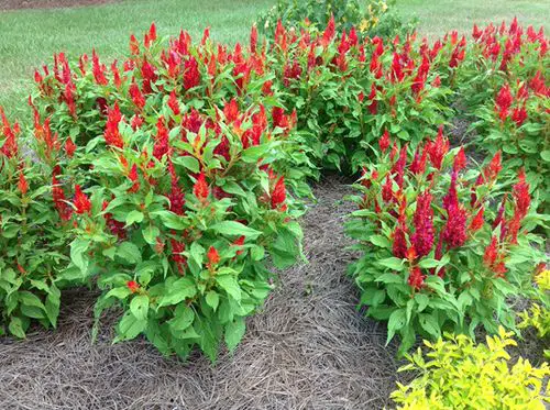 plants that Grow in Poor Soil 18