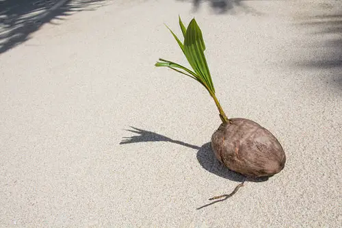 Terrifying Pics Show What Happens When Fruits And Veggies Start Sprouting Early! 8