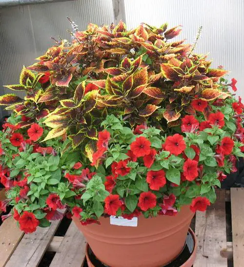 Incredible Combinations with Petunias 1