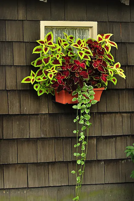 Stunning Images of Coleus in Hanging Baskets 1