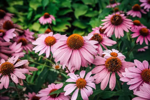 Best Perennial Flowers for Georgia 2