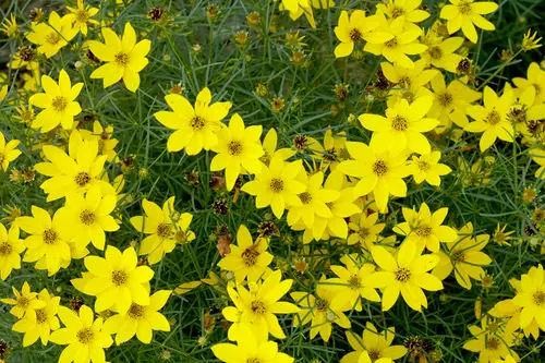 Best Perennial Flowers 18