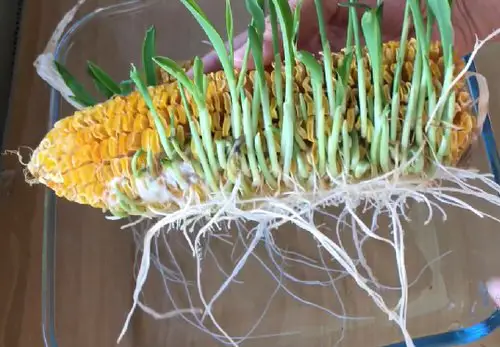 Sprout a Corncob and Grow Unlimited Corns 5
