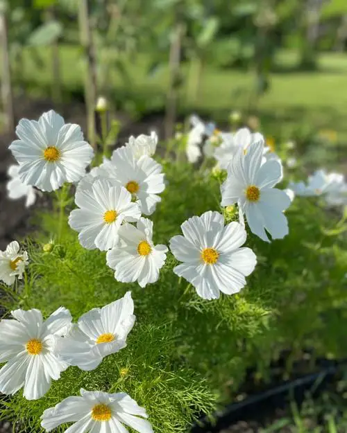 plants that Grow in Poor Soil 6