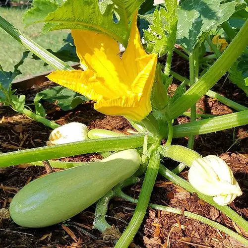 38 Best Types of Squash | Best Squash Varieties to Grow 5