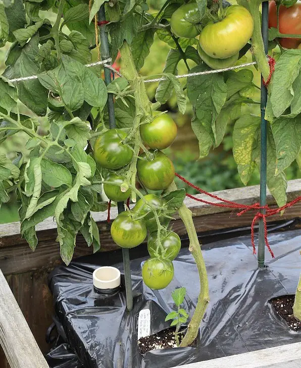 Tomato Hornworms remedies #11