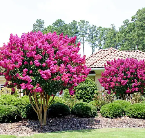 Pink Flowering Trees in Florida