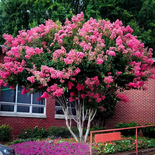 plants that Grow in Poor Soil  12