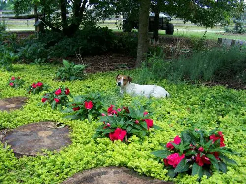 Curb Appeal's Top Plants