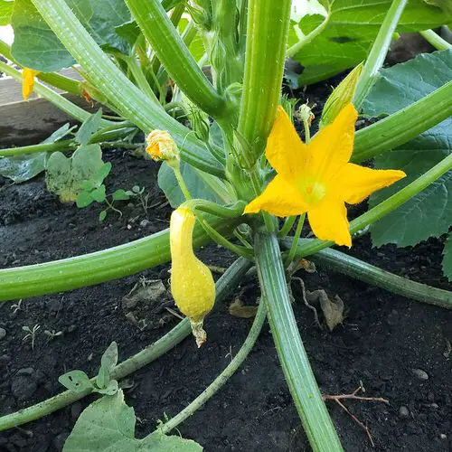 38 Best Types of Squash | Best Squash Varieties to Grow 4