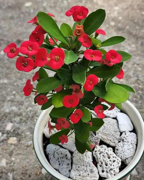 Flowers That Require Little Water