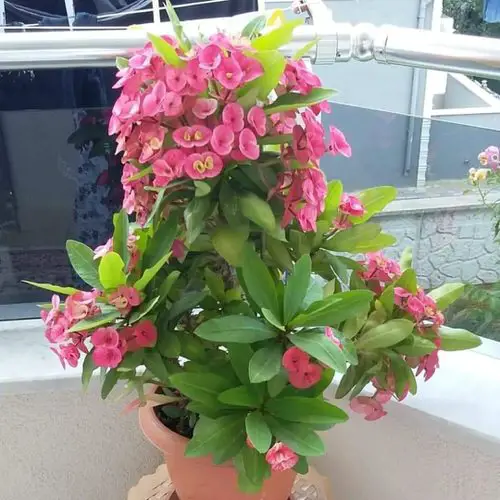 Best Flowers that Thrive in Poor Soil 19