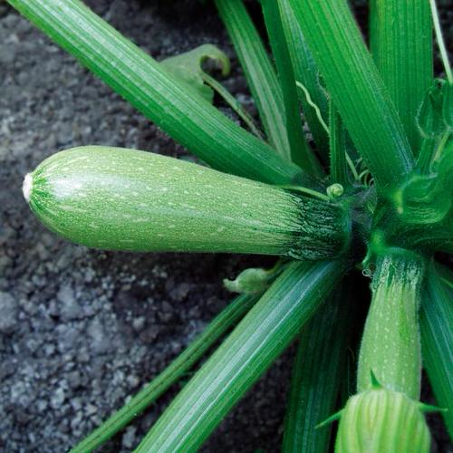 38 Best Types of Squash | Best Squash Varieties to Grow 1