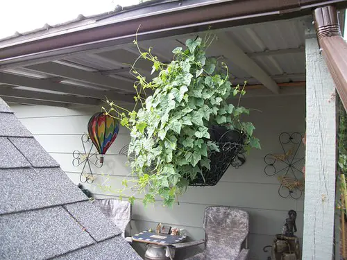 best Veggies to Put in Hanging Baskets