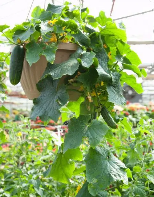 top Veggies to Put in Hanging Baskets 
