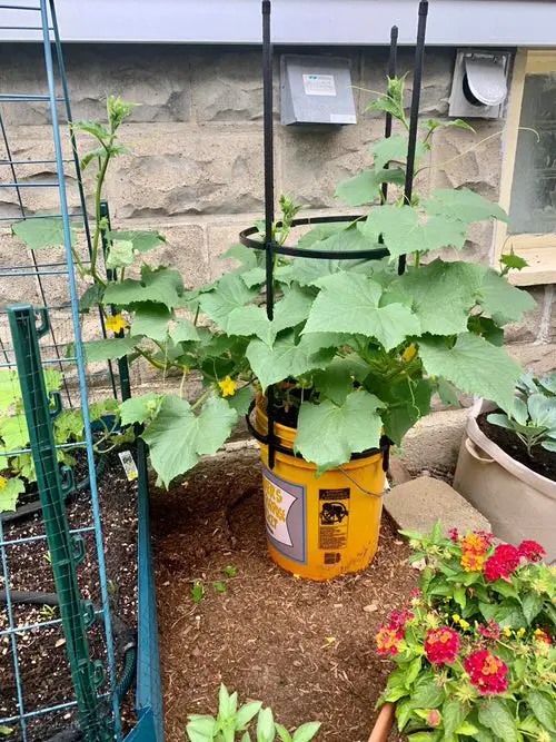 Best Vegetables to Grow in 5 Gallon Buckets in garden