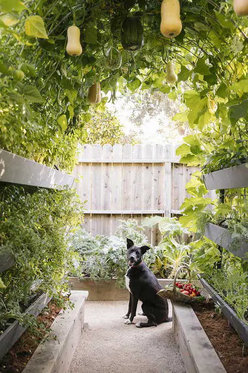  Fantastic DIY Squash Trellis Ideas 17