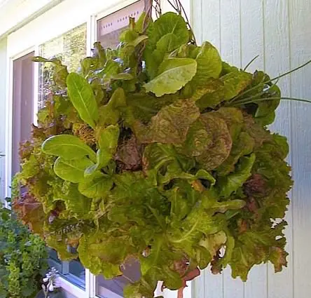 DIY Salad Bowl Garden Ideas 2